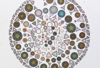 “Diatoms” Photo credit: A.L. Brigger