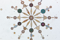 “Diatoms” Photo credit: W. M. Grant