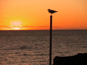 gull-pole4